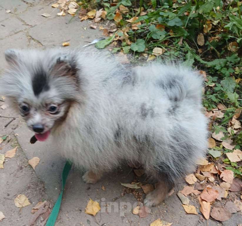 Собаки в Нижнем Новгороде: девочка голубой мрамор с подпалом Девочка, 20 000 руб. - фото 3