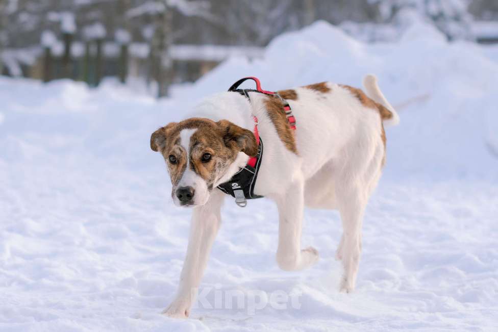 Собаки в Москве: Ищет дом маленькая белая принцесса Девочка, Бесплатно - фото 10