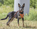 Собаки в Москве: Агата ищет свой дом Девочка, Бесплатно - фото 2