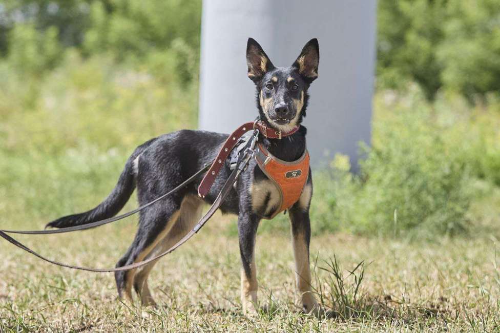 Собаки в Москве: Агата ищет свой дом Девочка, Бесплатно - фото 2