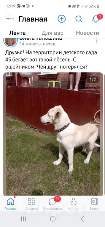 Собаки в Ореховом-Зуево: Найдена собака Девочка, 1 руб. - фото 1