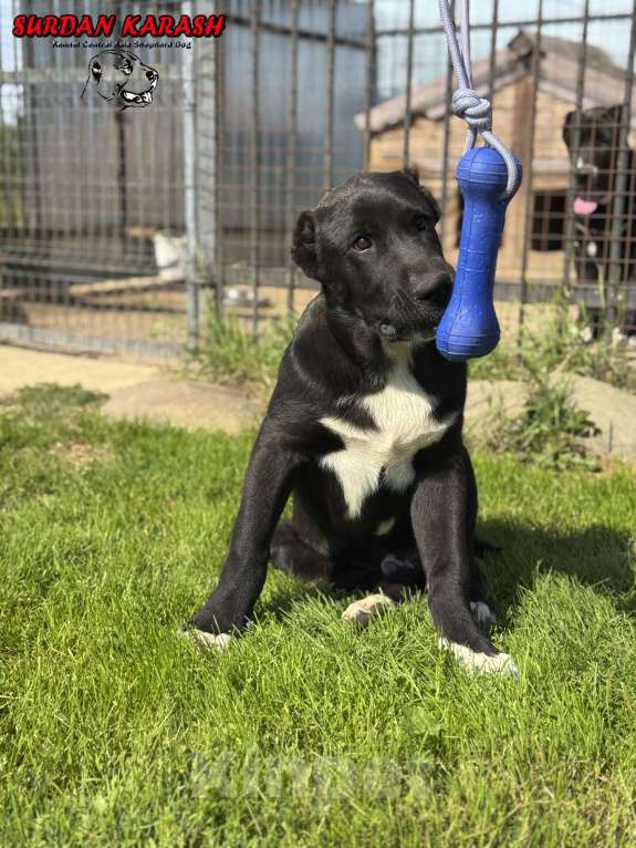 Собаки в Твери: Щенок алабая (мальчик) Мальчик, 100 000 руб. - фото 6