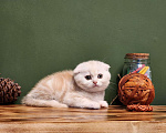 Кошки в Москве: Мальчик Тыковка ждёт свою семью Мальчик, 40 000 руб. - фото 2