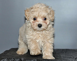 Собаки в других городах Свердловской области: мальтипу F1 мини, кремовый мальчик   Мальчик, 80 000 руб. - фото 4