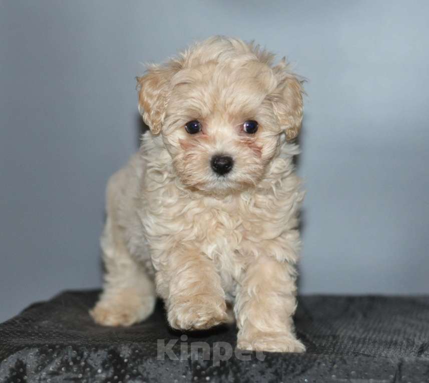 Собаки в других городах Свердловской области: мальтипу F1 мини, кремовый мальчик   Мальчик, 80 000 руб. - фото 4