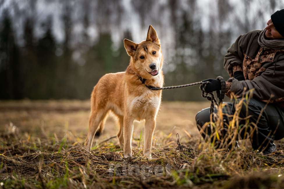 Собаки в Клине: Рико — пёс, созданный для людей Мальчик, Бесплатно - фото 6