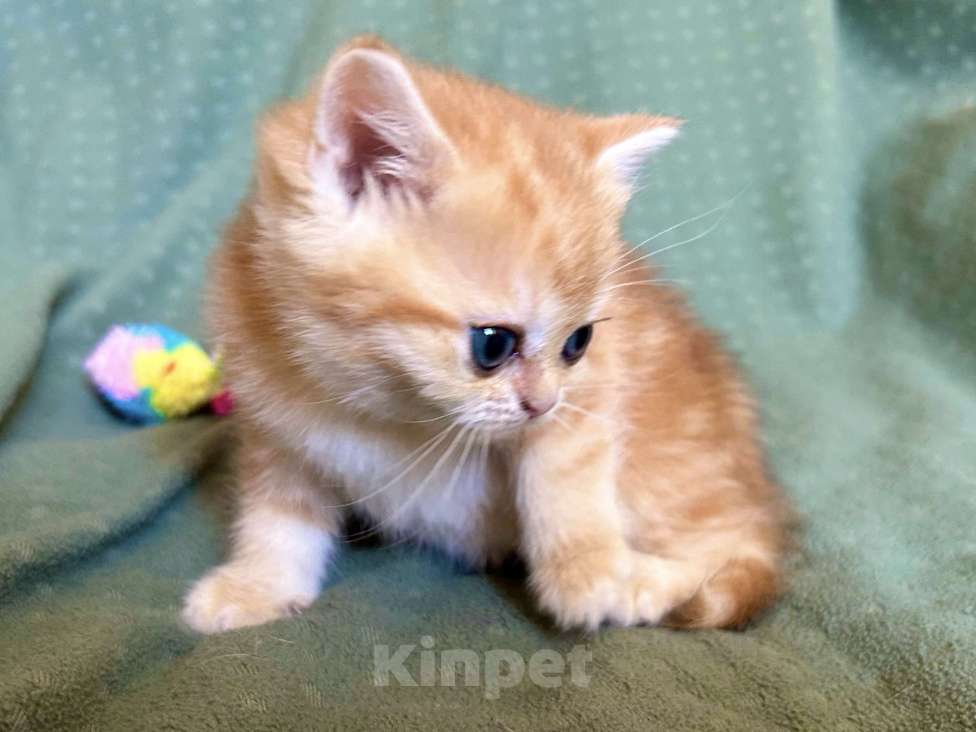 Кошки в Москве: Золотая мраморная шиншилла Девочка, 80 000 руб. - фото 1