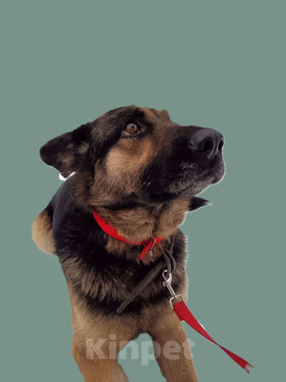 Собаки в Ореховом-Зуево: РОКСИ -метис овчара (сука) 2года, девочка  Девочка, Бесплатно - фото 3