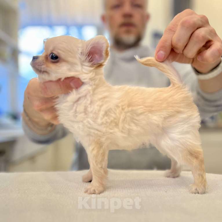 Собаки в Всеволожске: Длинношерстный щенок Мальчик, 35 000 руб. - фото 1