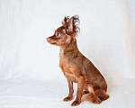 Собаки в Ижевске: Вязка длинношерстный той-терьер, 5 000 руб. - фото 5