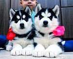 Собаки в Череповце: Хаски шикарные щенки + вязка (женихи), 20 000 руб. - фото 1
