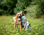 Собаки в Видном: Бархан ждет семью Мальчик, Бесплатно - фото 3