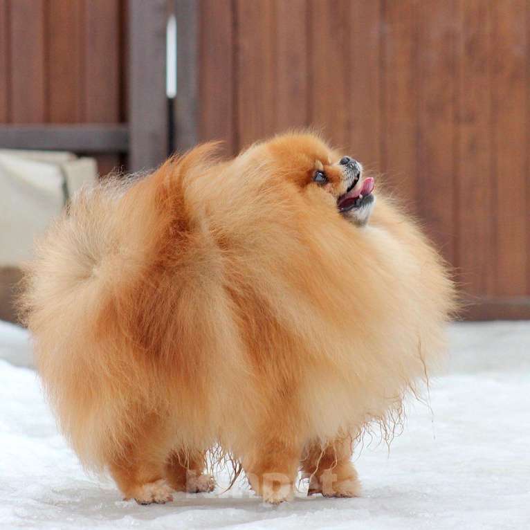 Собаки в Москве: Открыт для вязок шикарный померанский кобель Мальчик, 30 000 руб. - фото 3