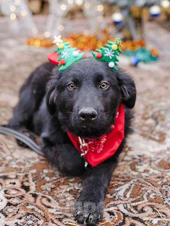 Собаки в Москве: Ищет дом очаровательный щенок-подросток Мишутка Мальчик, Бесплатно - фото 2