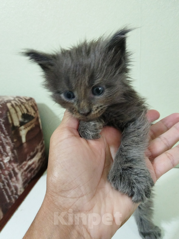 Кошки в Самаре: Котёнок мейн-кун Мальчик, 6 000 руб. - фото 1