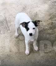 Собаки в Москве: Белый щенок в дар Девочка, Бесплатно - фото 3