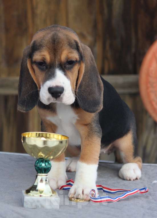 Собаки в Москве: Сука бигль Девочка, 55 000 руб. - фото 1