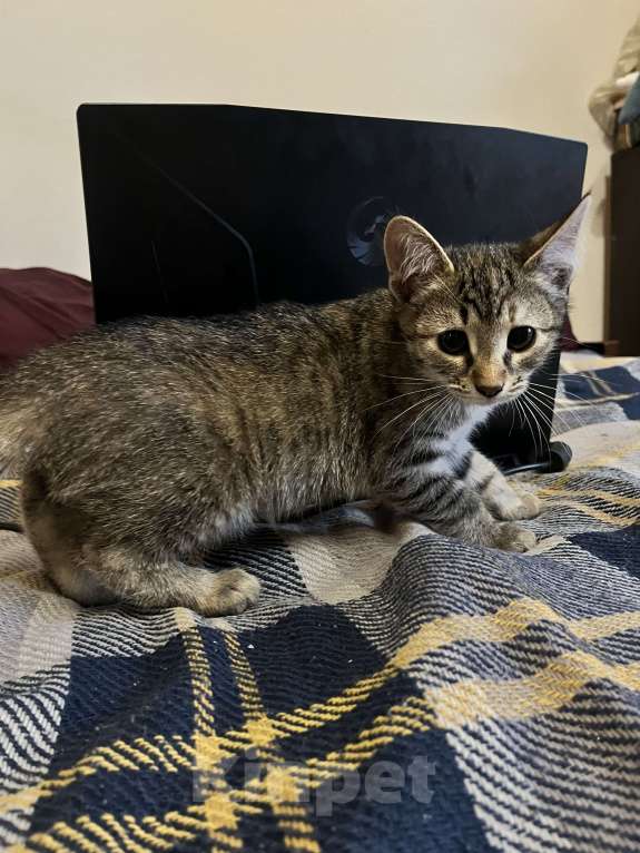 Кошки в Москве: Кошечка Шкода в добрые руки Девочка, Бесплатно - фото 3