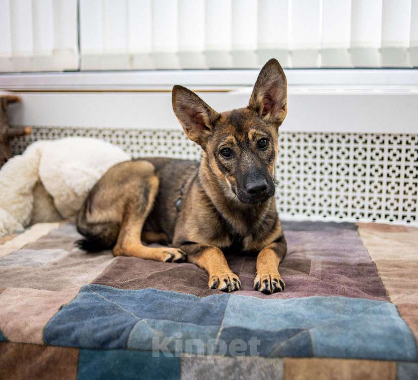 Собаки в Москве: Щенок бесплатно Москва Девочка, Бесплатно - фото 6