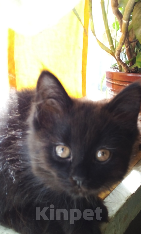 Кошки в Москве: 💗 ( ЛЕЙЛА )  –  Малышка  кошечка  –  заботливым  людям Девочка, Бесплатно - фото 6