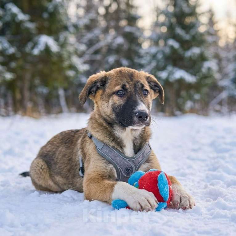 Собаки в Москве: щенок Луша в добрые руки Девочка, Бесплатно - фото 7