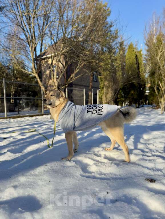Собаки в других городах Московской области: Пес Грей ищет дом! Девочка, Бесплатно - фото 6