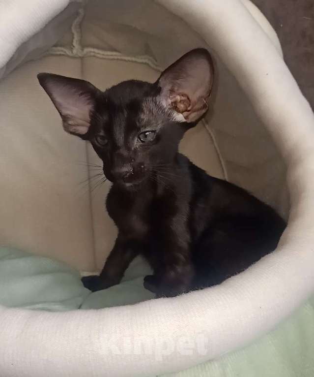 Кошки в Тюмени: Ориентальные котята  Девочка, 40 000 руб. - фото 3