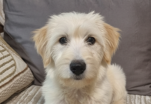 Пшеничная душа в миниатюре