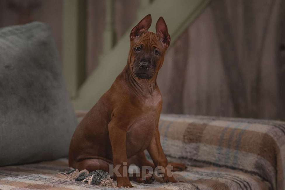 Собаки в Перми: Щенок тайского риджбека Мальчик, 60 000 руб. - фото 3