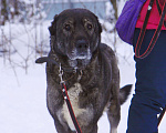 Собаки в Видном: Гюль, метис алабая, 3 года Девочка, Бесплатно - фото 4