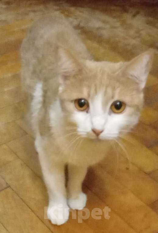 Кошки в Москве: Беленькая с рыжим анатолийская кошечка Девочка, Бесплатно - фото 5