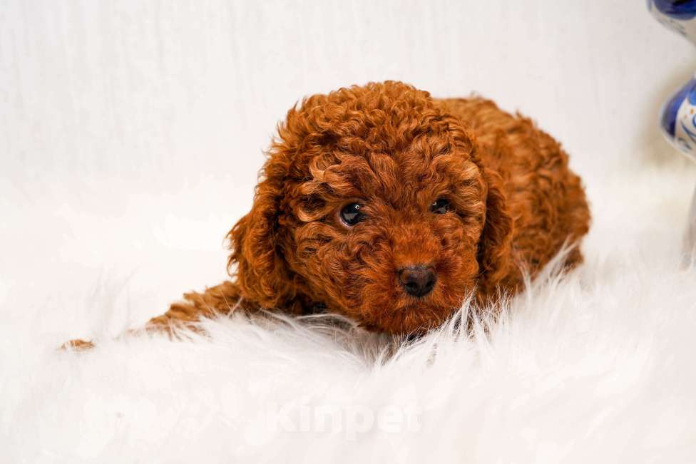 Собаки в Москве: Мальчик той пуделя Мальчик, 70 000 руб. - фото 3