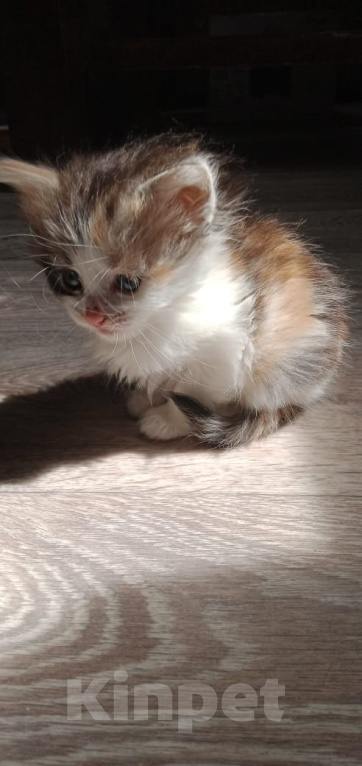 Кошки в Кашире: девочка 1.5 месяца Девочка, Бесплатно - фото 3