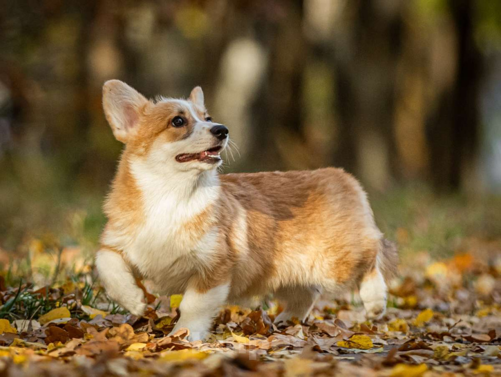 Собаки в Москве: Вельш корги пемброк, девочка Девочка, 70 000 руб. - фото 2