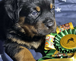 Собаки в Санкт-Петербурге: Щенки ротвейлера  Мальчик, 45 000 руб. - фото 4
