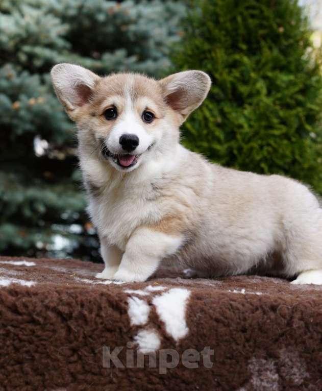 Собаки в других городах Челябинской области: Продам Мальчик, Бесплатно - фото 3