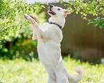 Собаки в Подольске: Собака Рикотта в добрые руки Девочка, Бесплатно - фото 4