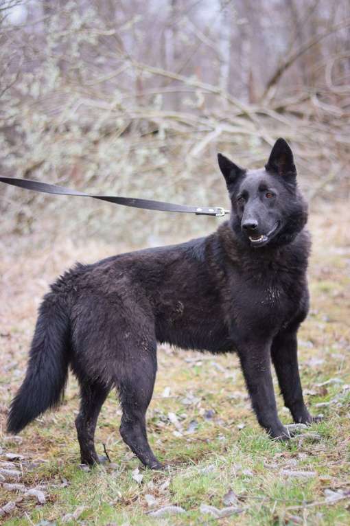 Собаки в Подольске: Нигон, кобель 4х лет в добрые руки  Мальчик, Бесплатно - фото 2