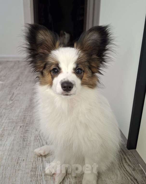 Собаки в Оренбурге: щенки папийона Мальчик, 50 000 руб. - фото 2