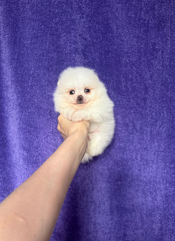 Мальчик мини