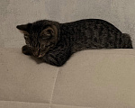 Кошки в Москве: Пара котят в добрые руки Разнополые, Бесплатно - фото 4