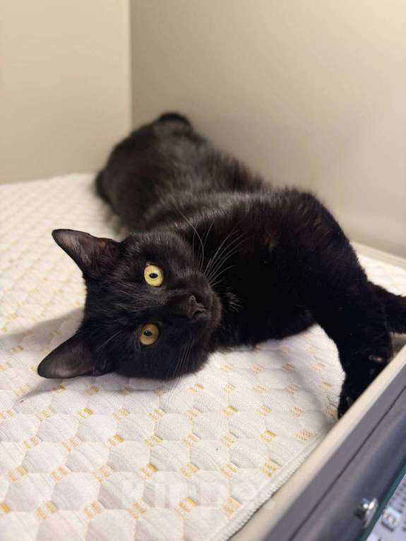 Кошки в Москве: Мальчик Вася в добрые руки Мальчик, Бесплатно - фото 2