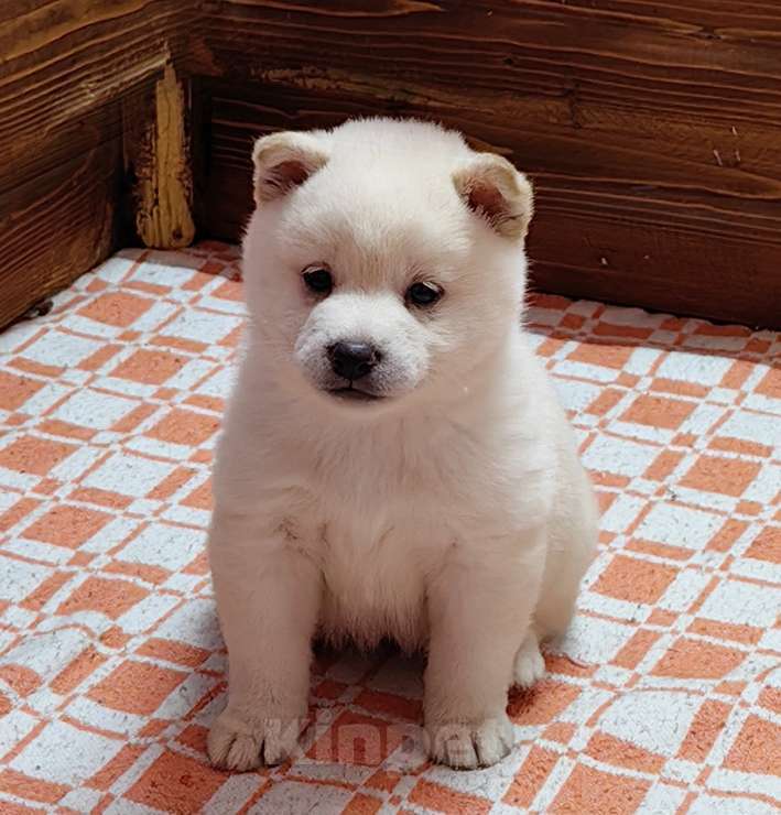 Собаки в Москве: Белые Сиба ину (Шиба ину) - девочка. Девочка, 80 000 руб. - фото 3
