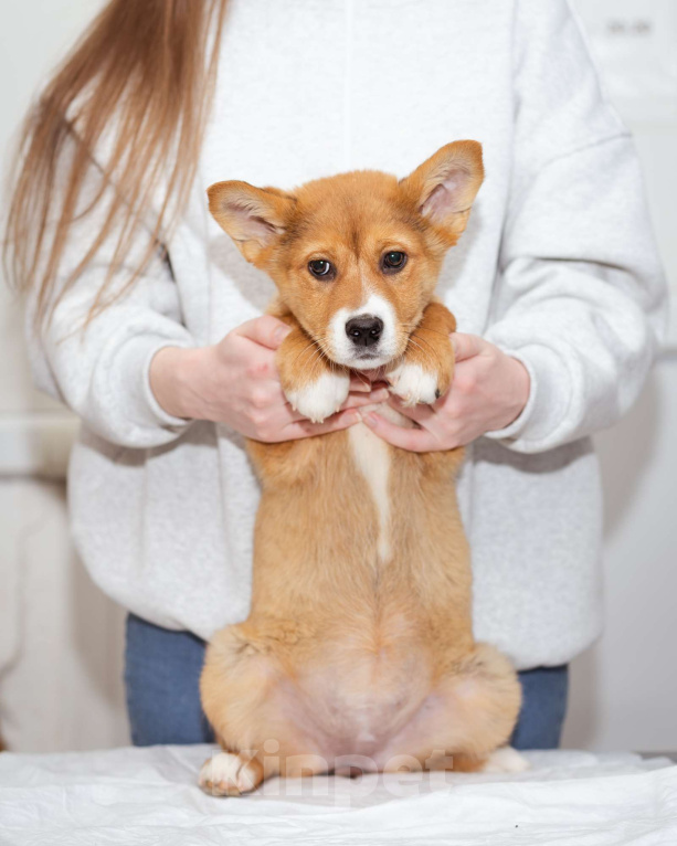 Собаки в Москве: Девочка, 2.5 - 3 месяца ищет дом Девочка, Бесплатно - фото 6