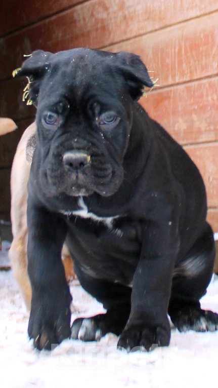 Собаки в Москве: Кане корсо. Мальчик и девочки. Мальчик, 70 000 руб. - фото 4