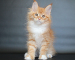 Кошки в Екатеринбурге: Дионис рыжуня мальчик Мальчик, 50 000 руб. - фото 5