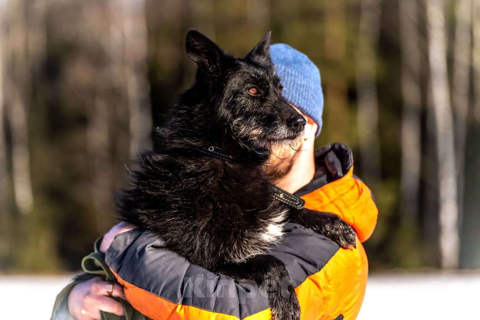 Собаки в Клине: Веста — добродушная собачка Девочка, Бесплатно - фото 7