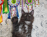 Кошки в Перми: Котята мейн-кун Девочка, 25 000 руб. - фото 2
