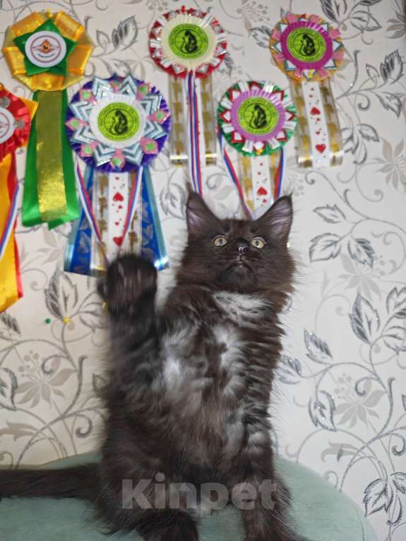 Кошки в Перми: Котята мейн-кун Девочка, 25 000 руб. - фото 2