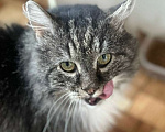 Кошки в Санкт-Петербурге: Котик Зубок ищет дом! Мальчик, Бесплатно - фото 2
